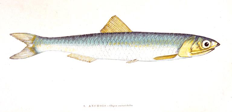 ansjovis