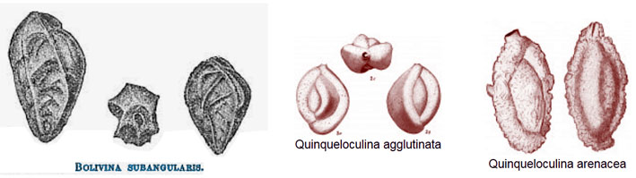 40-Foramiferen Zuiderzee