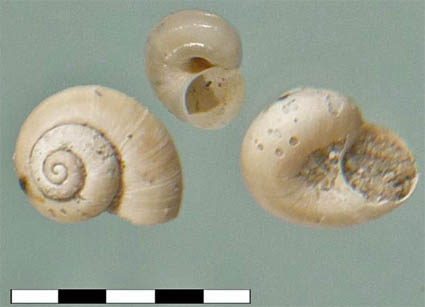 48-Vijverpluimdrager